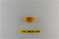 藏品(細足澤蟹)的圖片